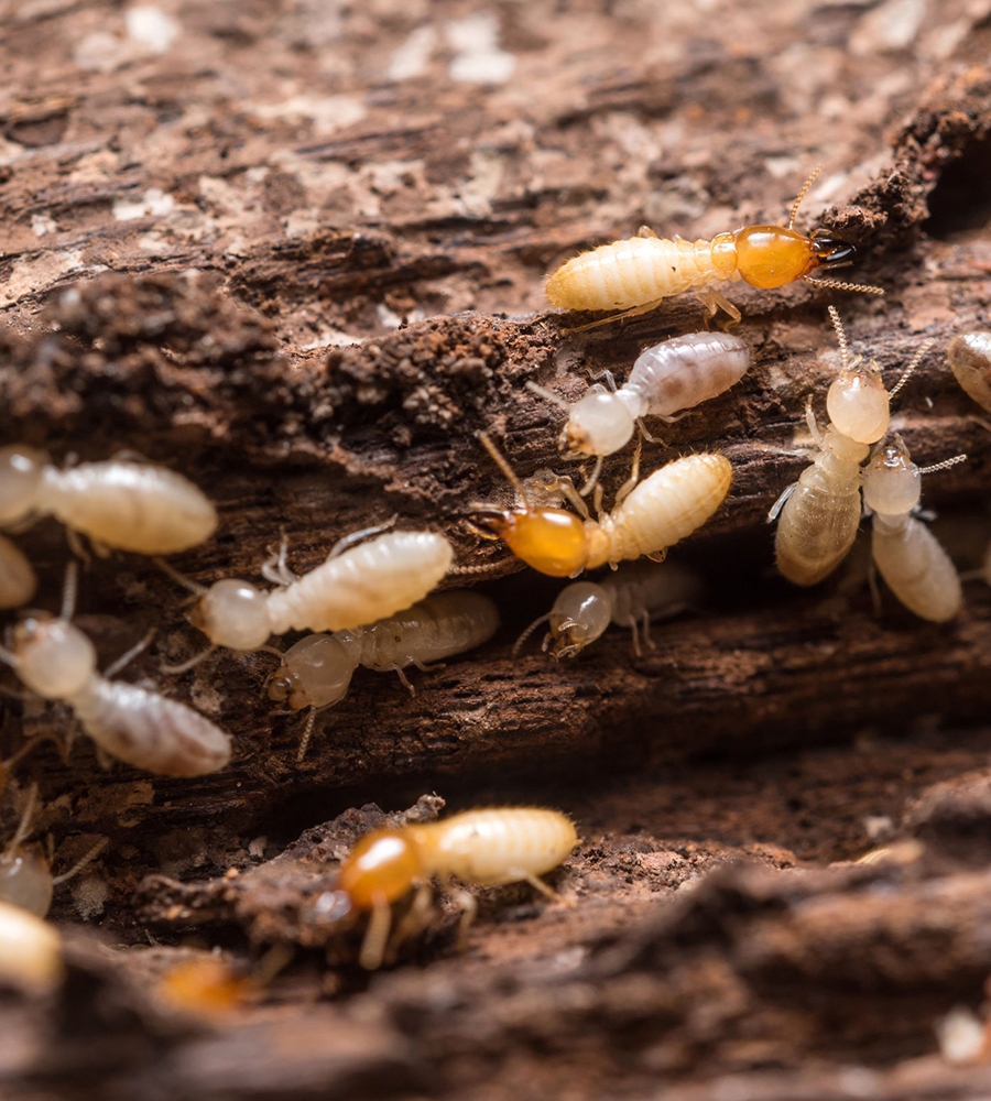 Eradication des nuisibles de charpente à Rosny-sous-Bois (93110) en Seine-Saint-Denis (93)